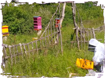 image représentant Alexandre de la société Flying Killer dans une tenue d'apiculteur en Ariège